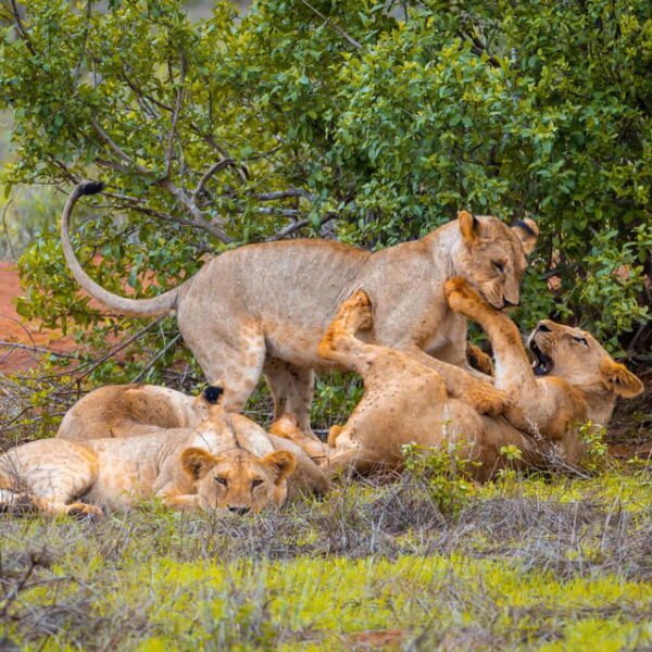 3 Days Tsavo East/West