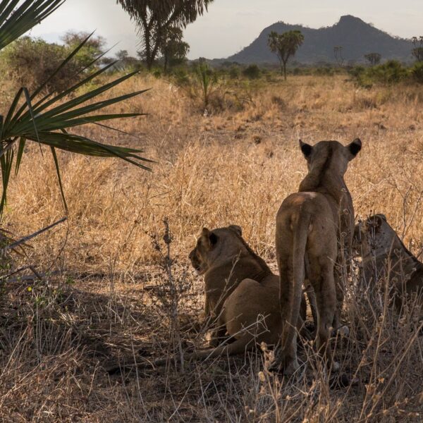 4Days Samburu national reserve and Nanyuki