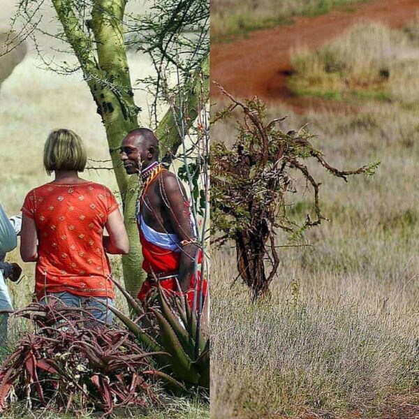 Laikipia national conservancy