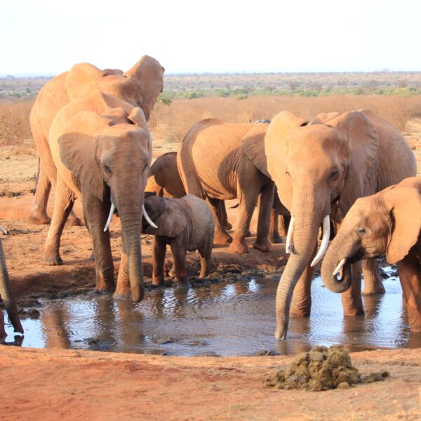 7 Days Classic Desert safari.